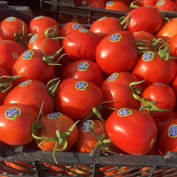 گوجه-لوکس-استان-بوشهر-مخصوص-صادرات