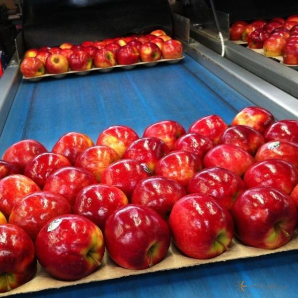 فروش-دستگاه-سورتینگ